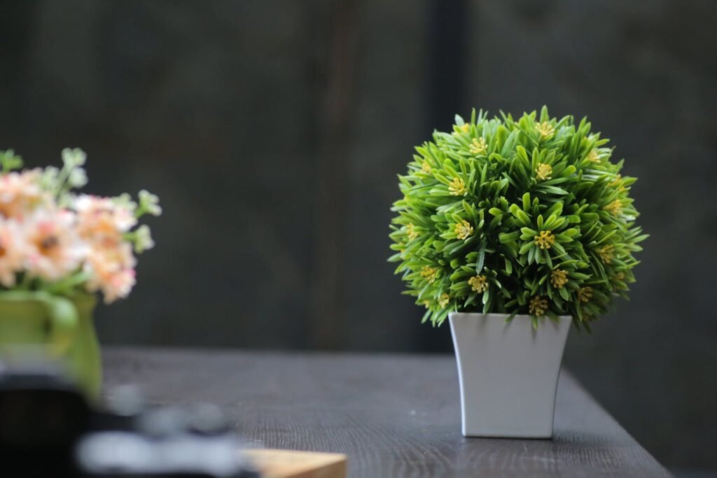 indoor plant for decoration