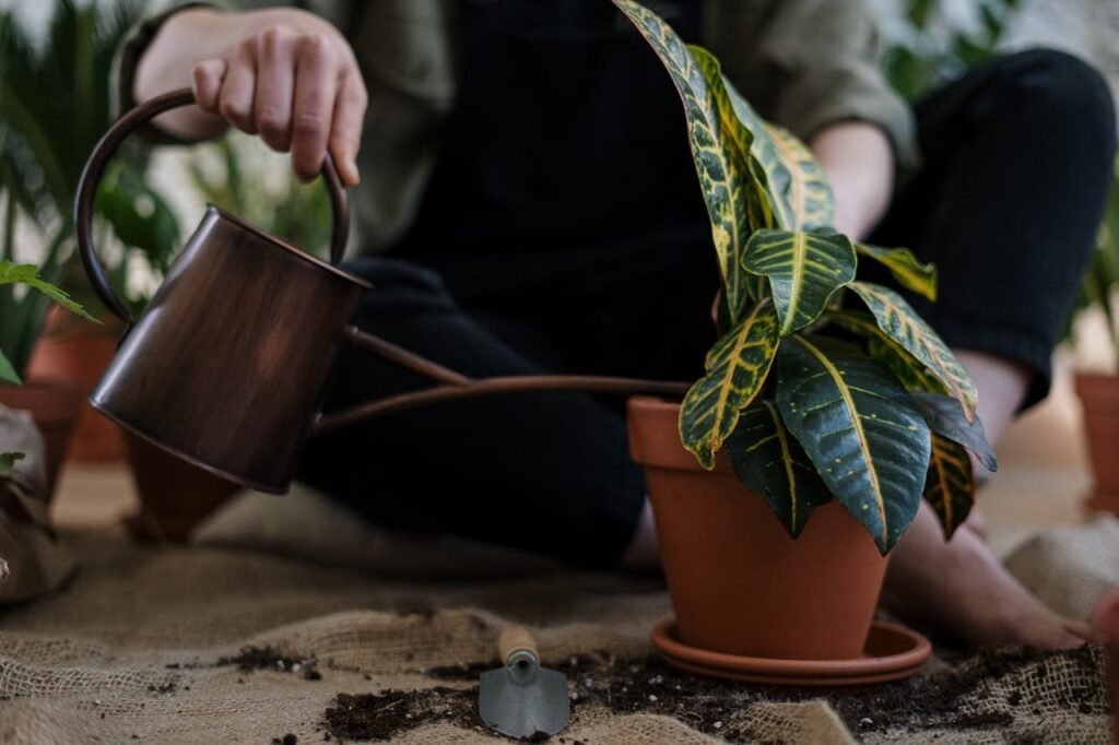 watering in the indoor plant 