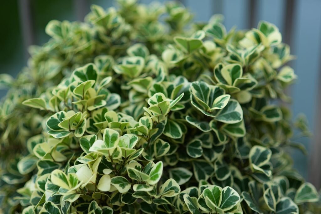 indoor plant decoration