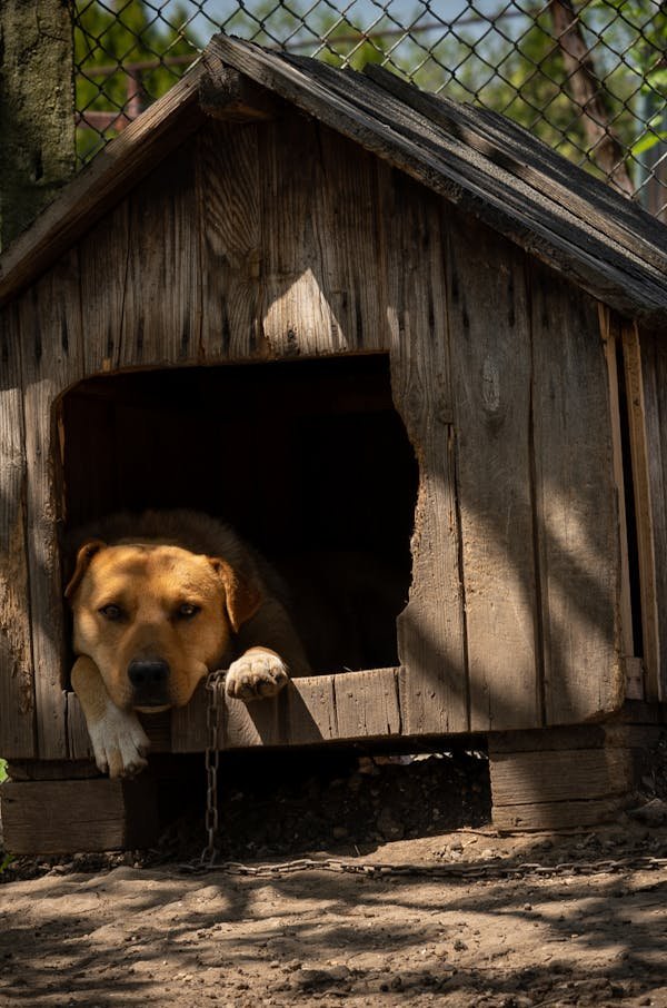 pet shade in the garden